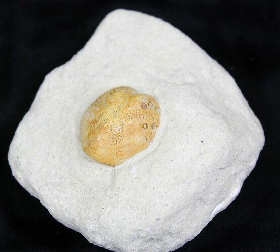 Lovenia Sea Urchin Fossil - Beaumaris, Australia #22158